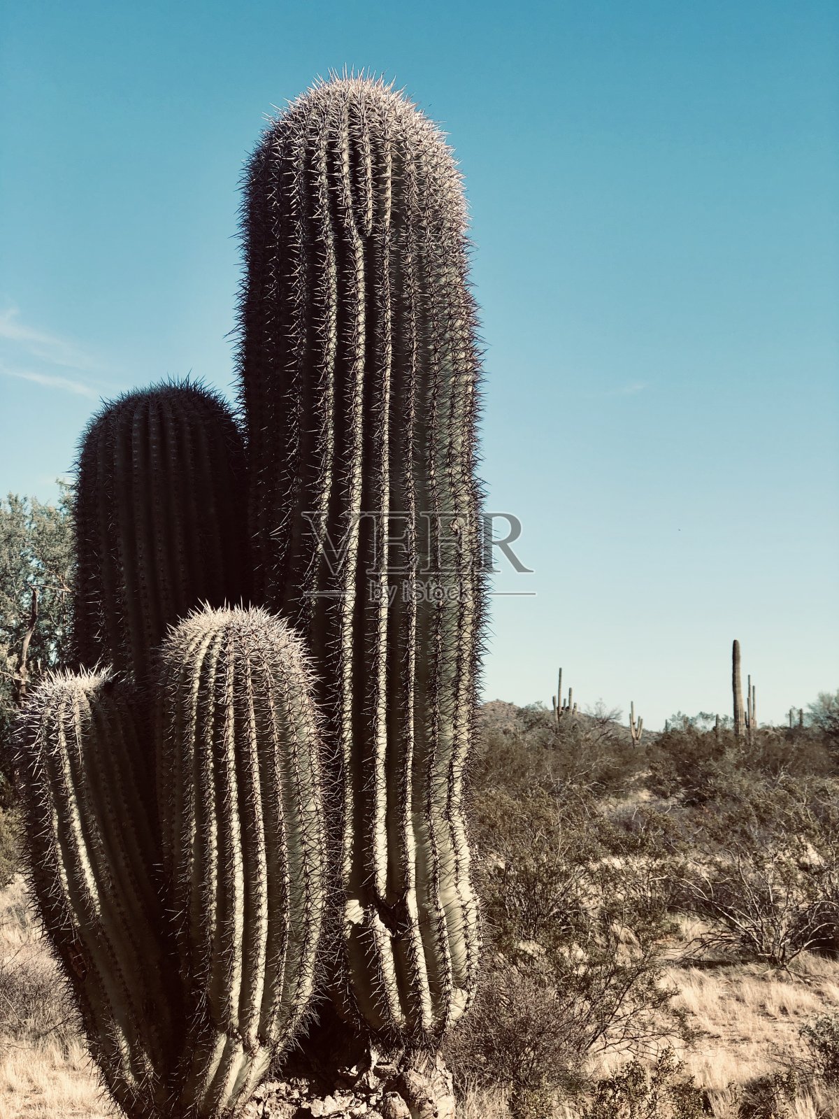 索诺拉沙漠中几种高大的撒瓜罗仙人掌照片摄影图片