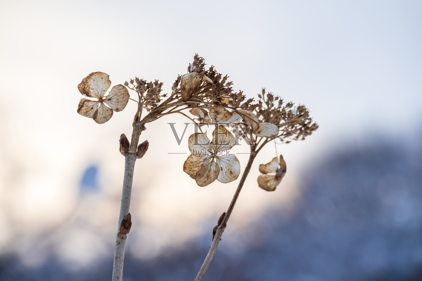 冬天地里的绣球花照片摄影图片