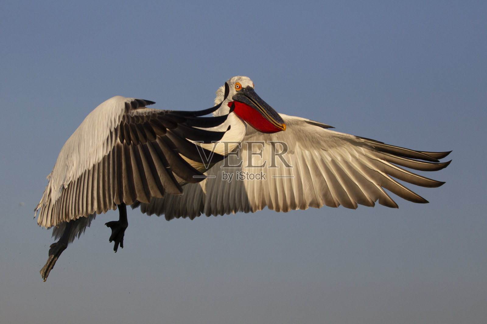 达尔马提亚鹈鹕,鹈鹕照片摄影图片