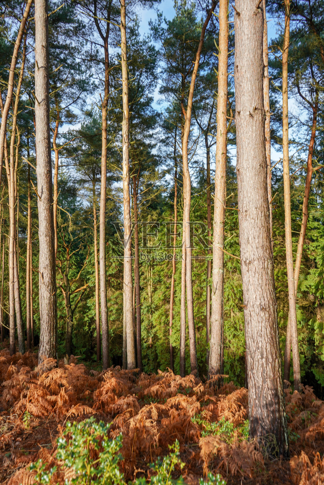 林地里高大明亮的松树照片摄影图片