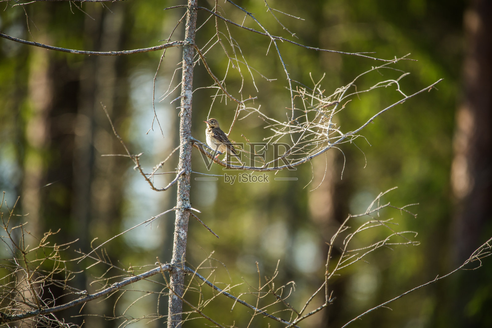 春天的森林空地上画眉发出的优美歌声。照片摄影图片