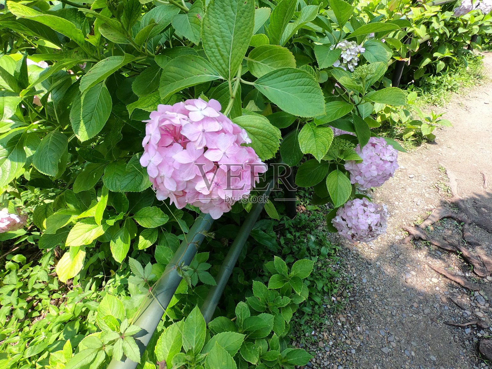 日本京都的绣球花花园照片摄影图片