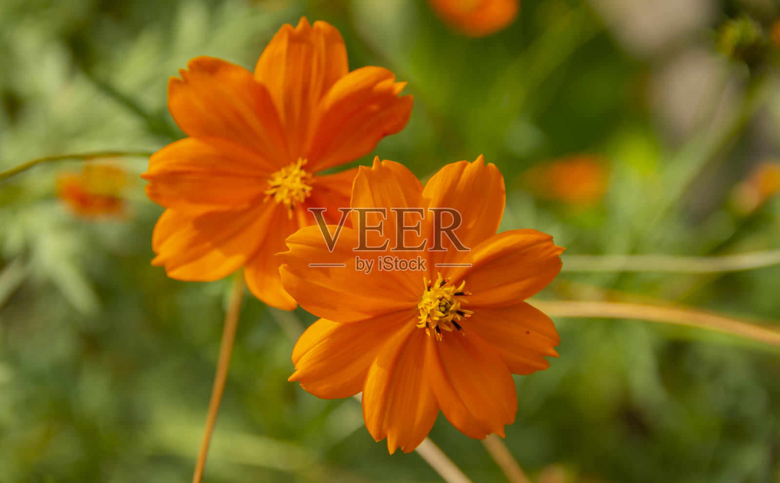 黄菊是一种美丽的开花植物,一种装饰性的园林花卉。墨西哥紫菀在拉丁美洲很常见。照片摄影图片