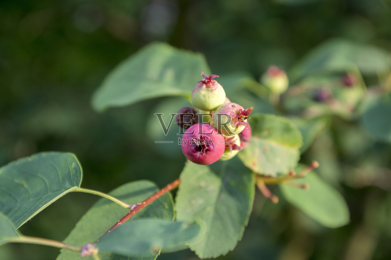 梅兰芝果实呈椭圆形,成熟时味道鲜美,在阳光下挂在枝头照片摄影图片