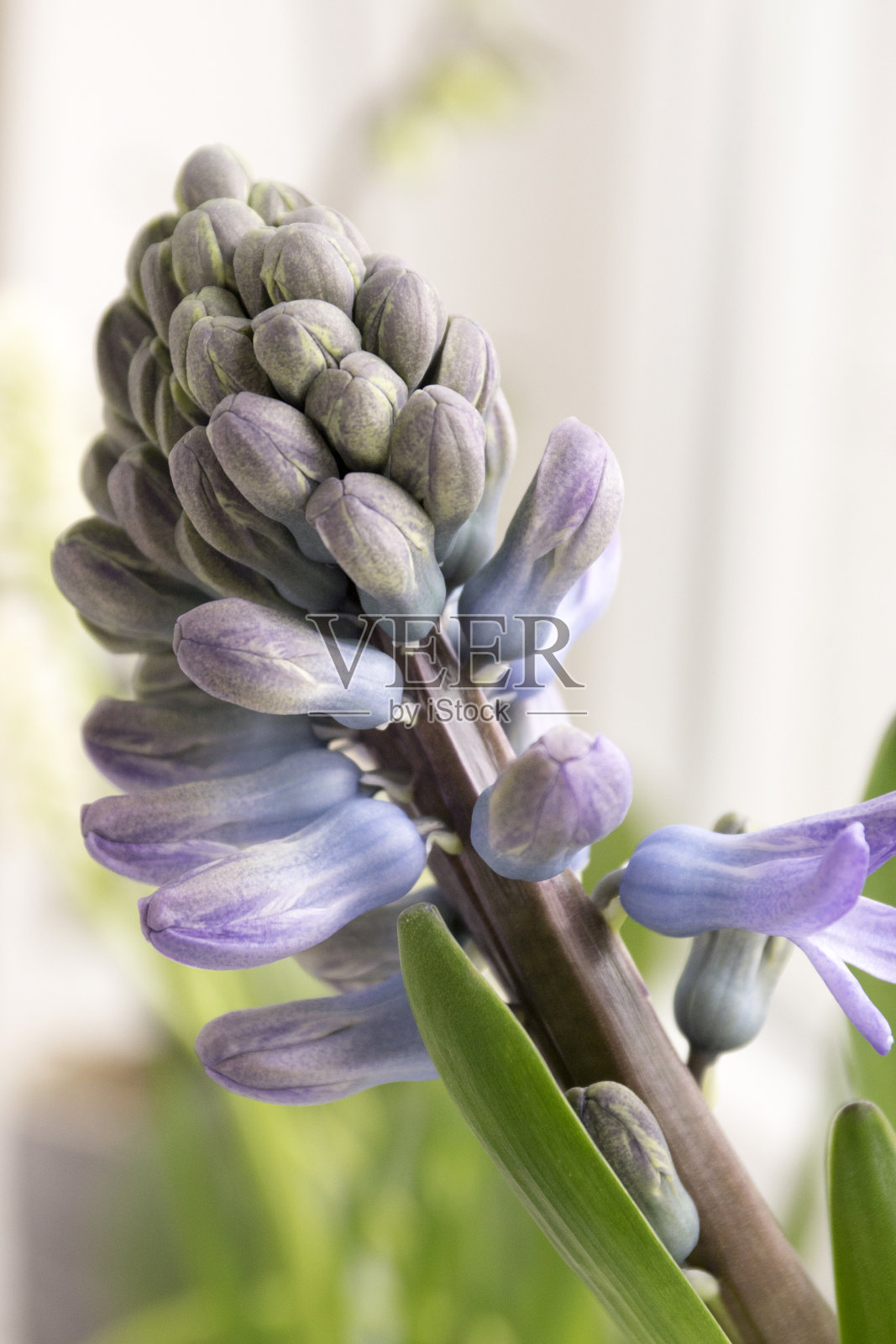蓝色风信子属植物,春季开球茎状花,有芽和叶照片摄影图片