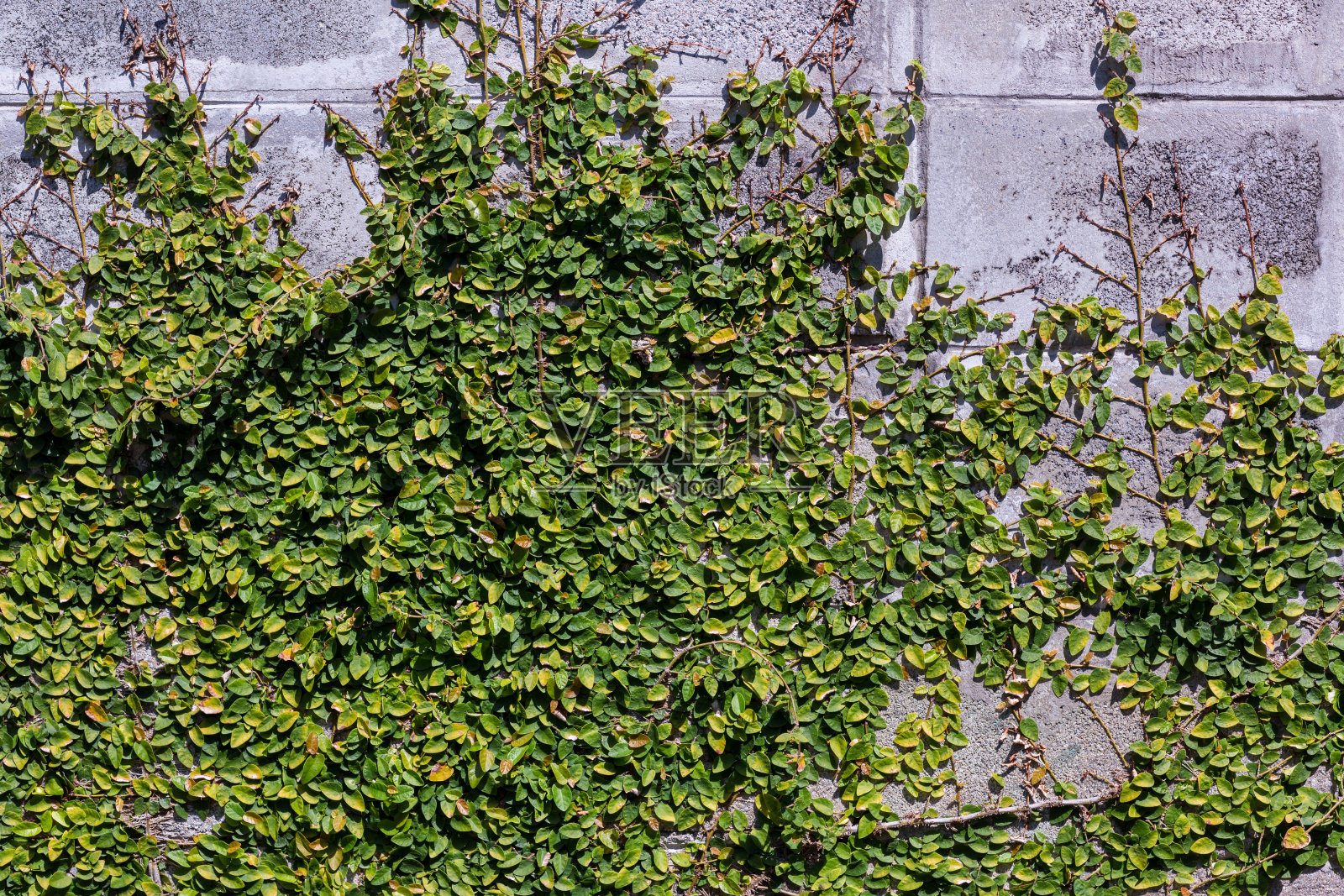 墙上有一种绿色的攀缘植物。白色水泥墙上的常春藤。白色墙壁上的绿色藤蔓。园林墙壁上的观赏植物,以大自然为背景。照片摄影图片