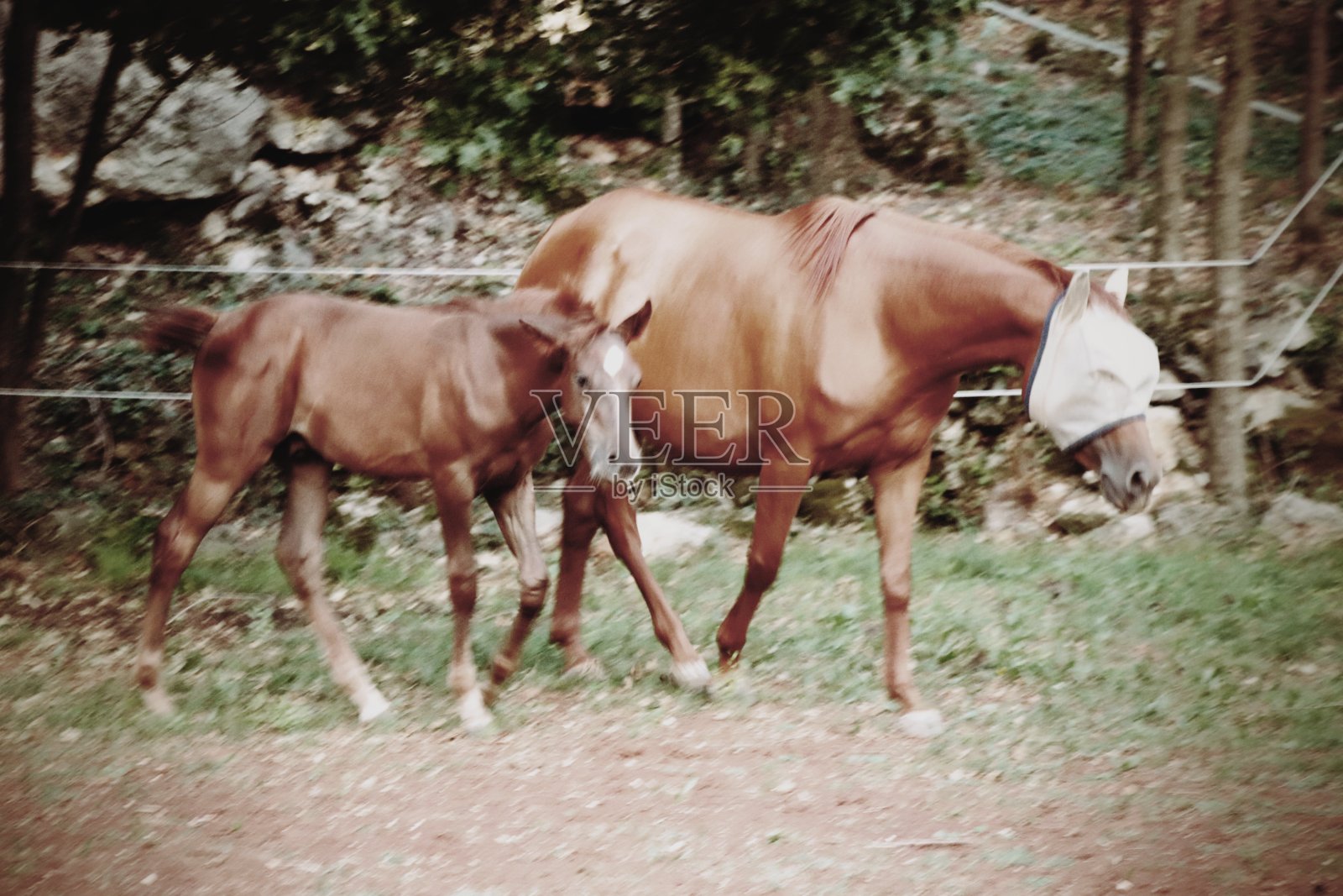 马照片摄影图片