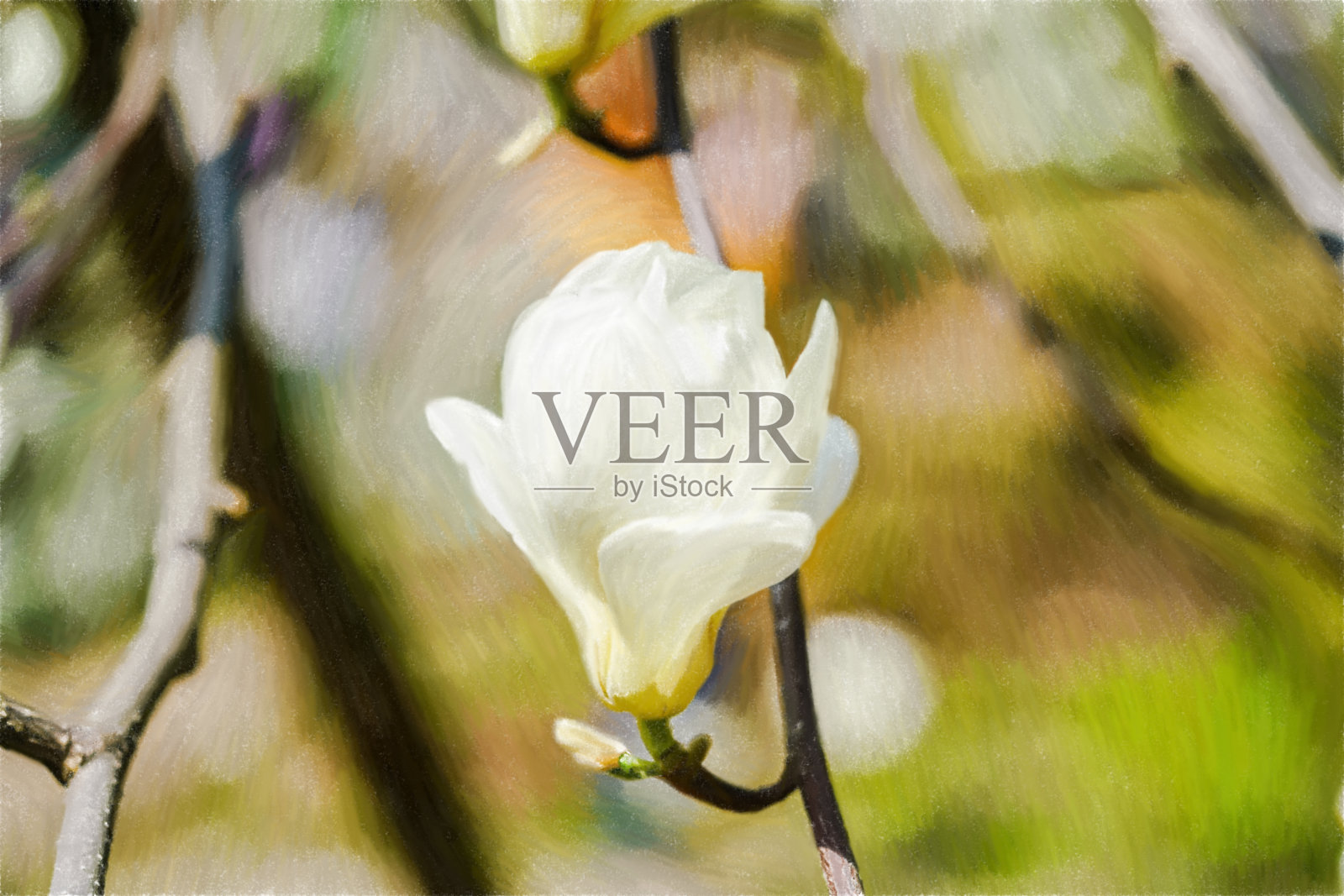 春天首先开白玉兰花,春天在公园里种白玉兰树。照片摄影图片