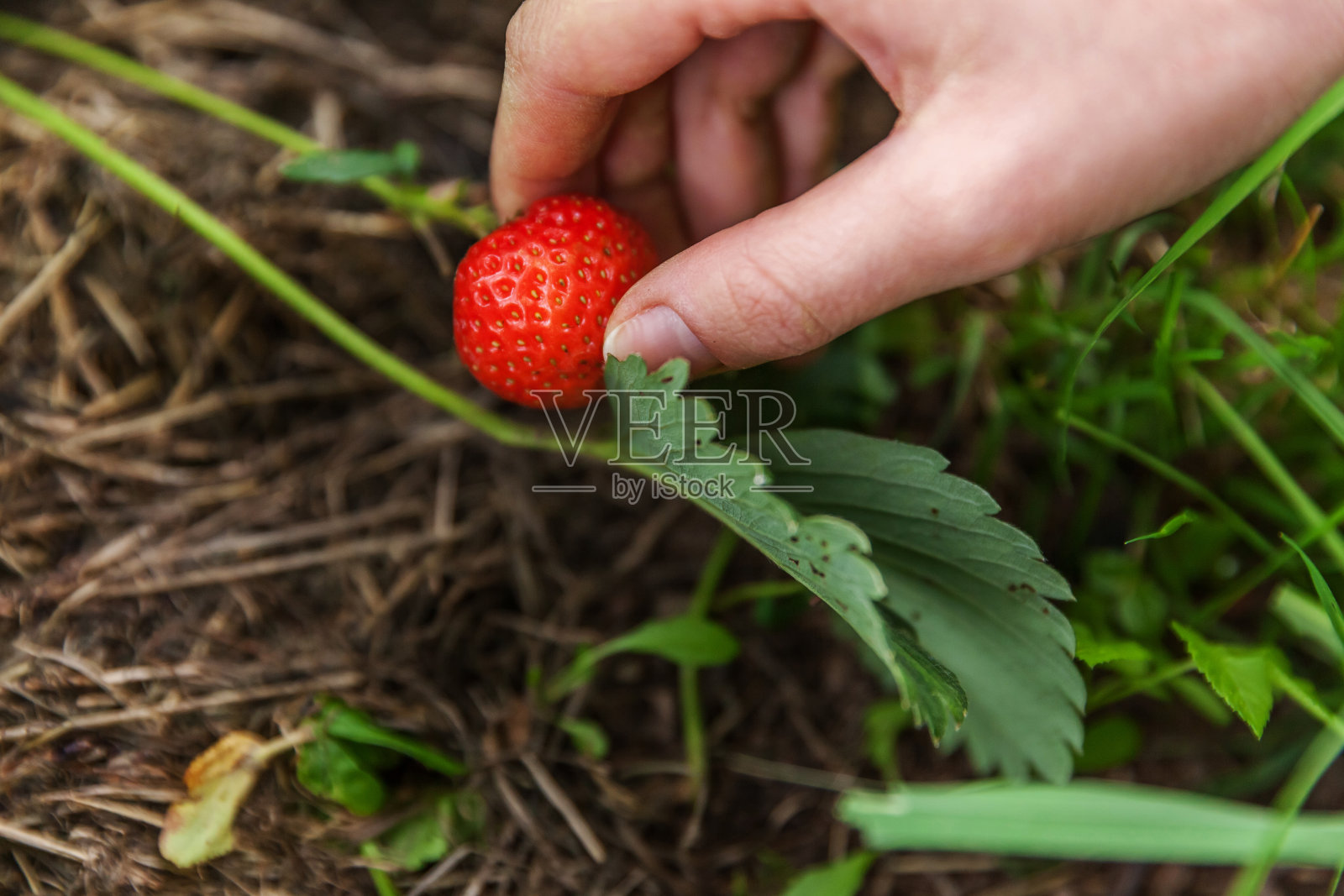 园艺和农业概念:女农场工人采摘红色新鲜成熟有机草莓照片摄影图片