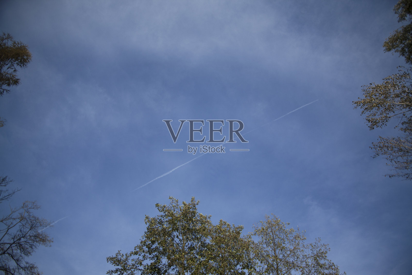 树梢从下面望向天空。平面线。照片摄影图片