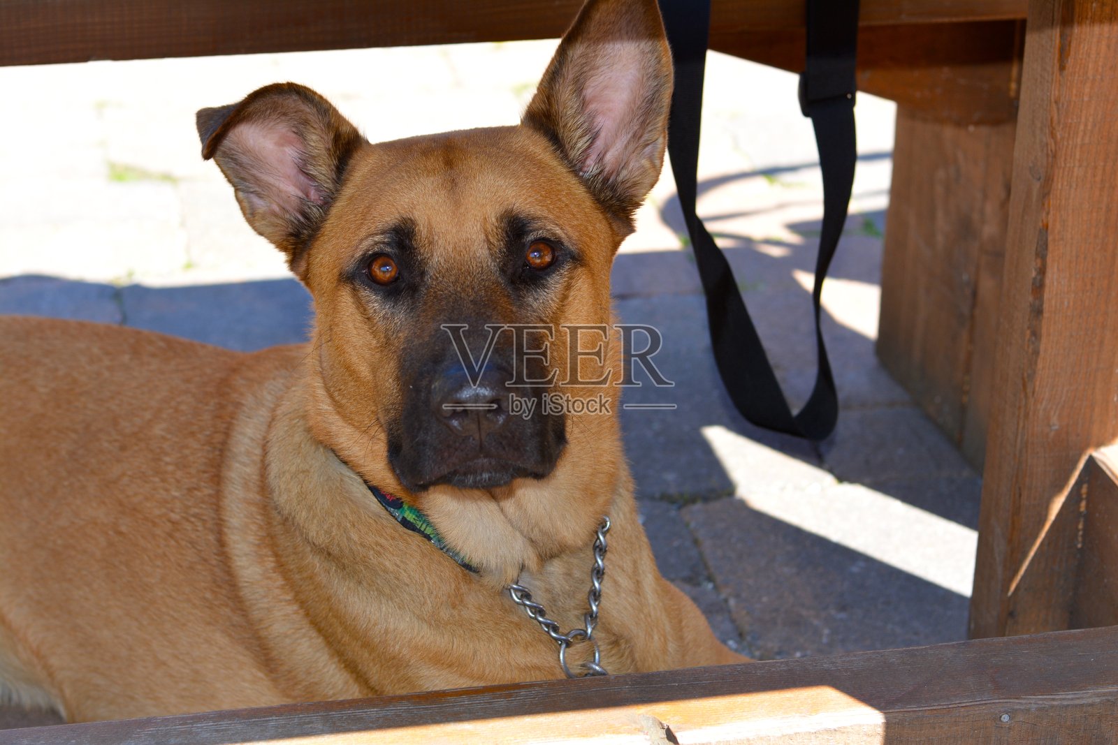 牧羊人照片摄影图片