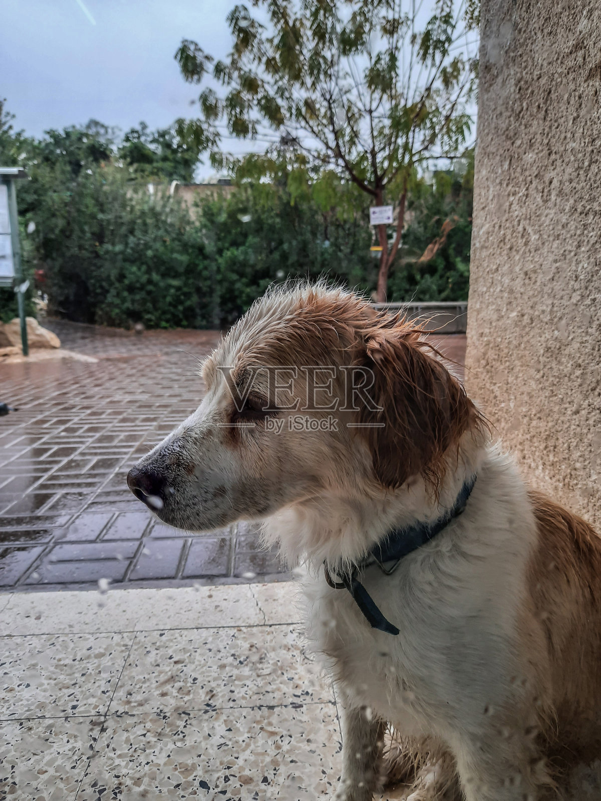 可怜的狗照片摄影图片