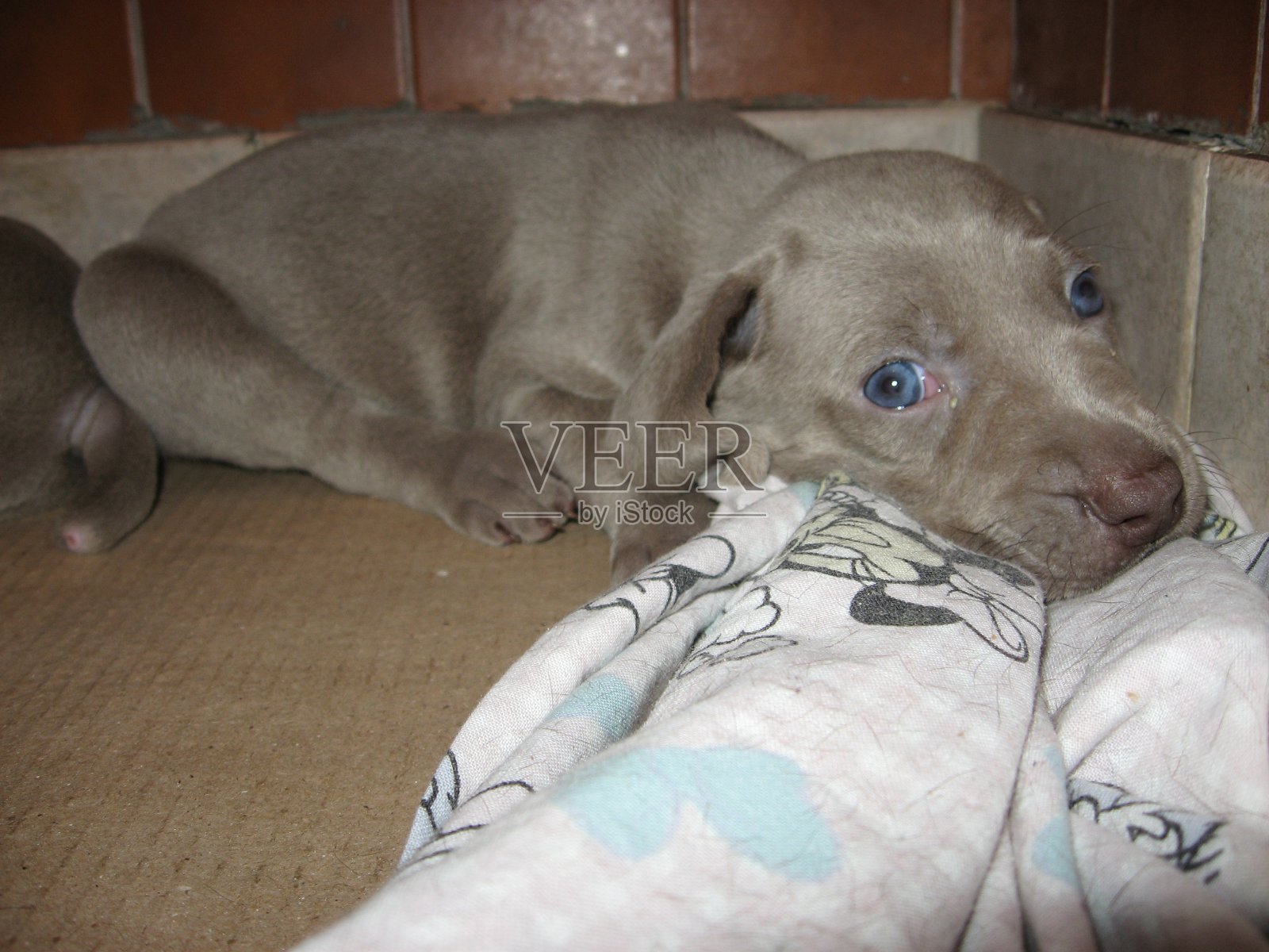 美丽的魏玛猎狗幼犬照片摄影图片