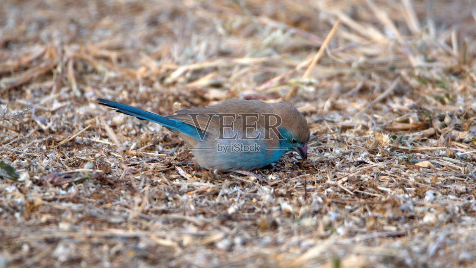 蓝色梅花雀照片摄影图片