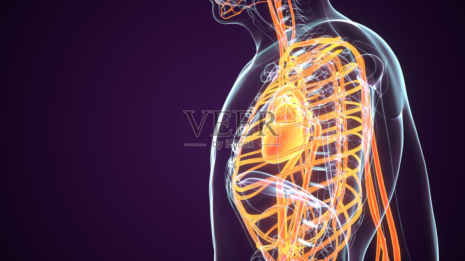 人体血管系统的三维渲染解剖插图照片摄影图片