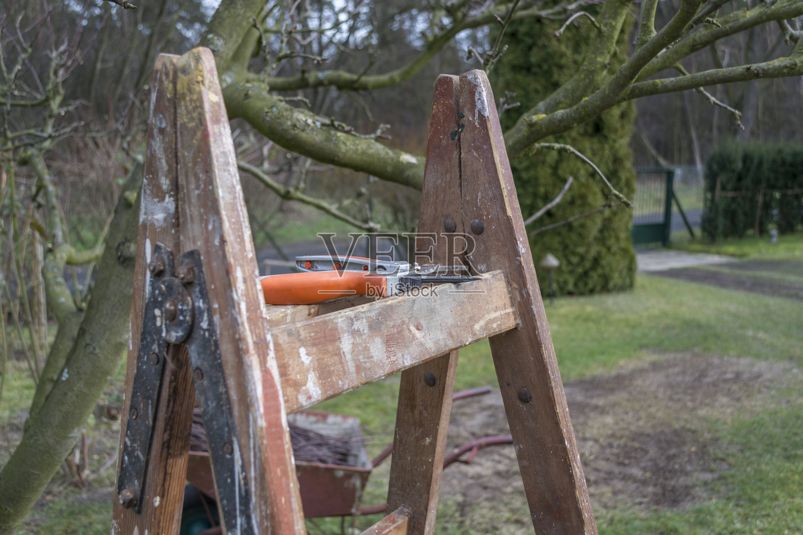 春天修剪果园里的果树。照片摄影图片