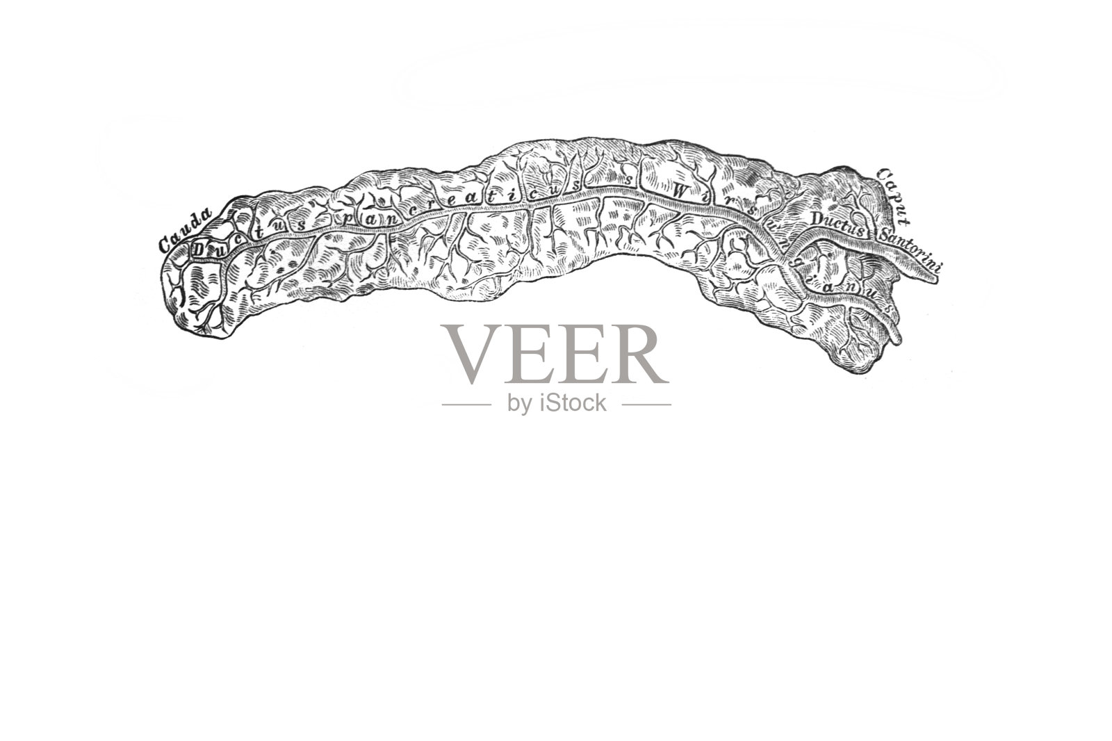 胰脏在旧书《人体解剖学》中,作者是国会议员维什涅夫斯基,1890,莫斯科插画图片素材