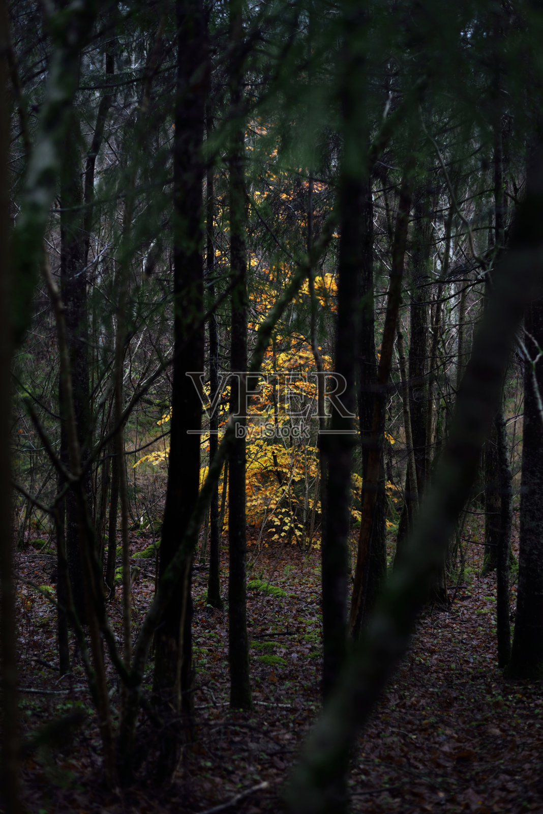 山毛榉和五颜六色的叶子特写。早晨的雾。黑暗的森林场景。德国照片摄影图片