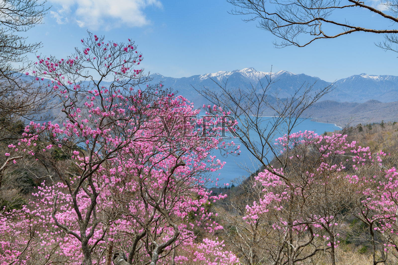 杜鹃变种nikkoense和山nikkoshirane在春天照片摄影图片