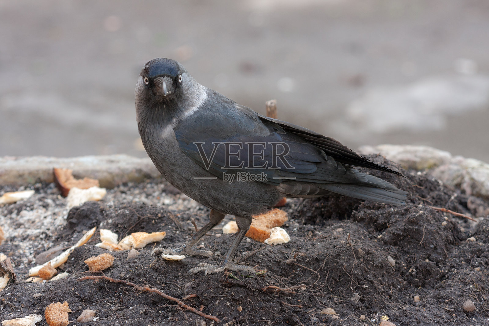 寒鸦的画像照片摄影图片