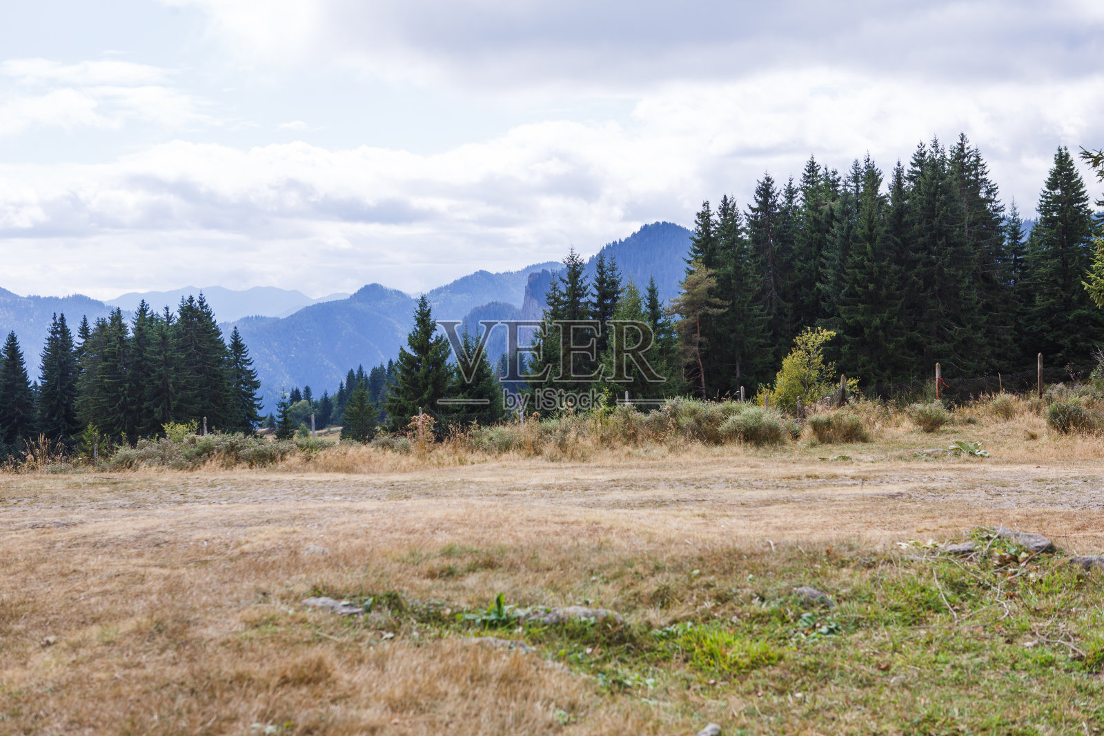 保加利亚的高山与高大的冷杉树的顶部。照片摄影图片