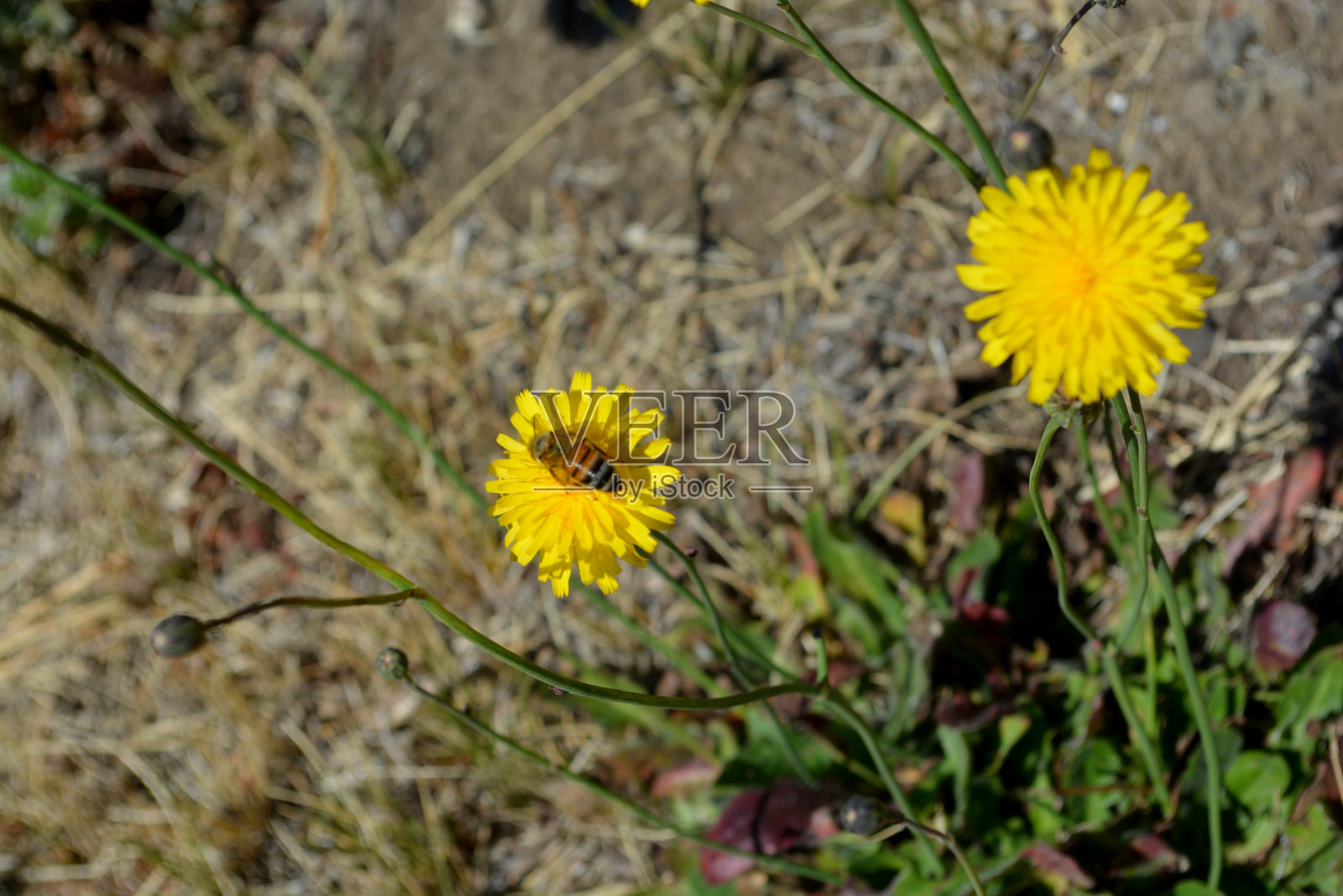 蒲公英照片摄影图片