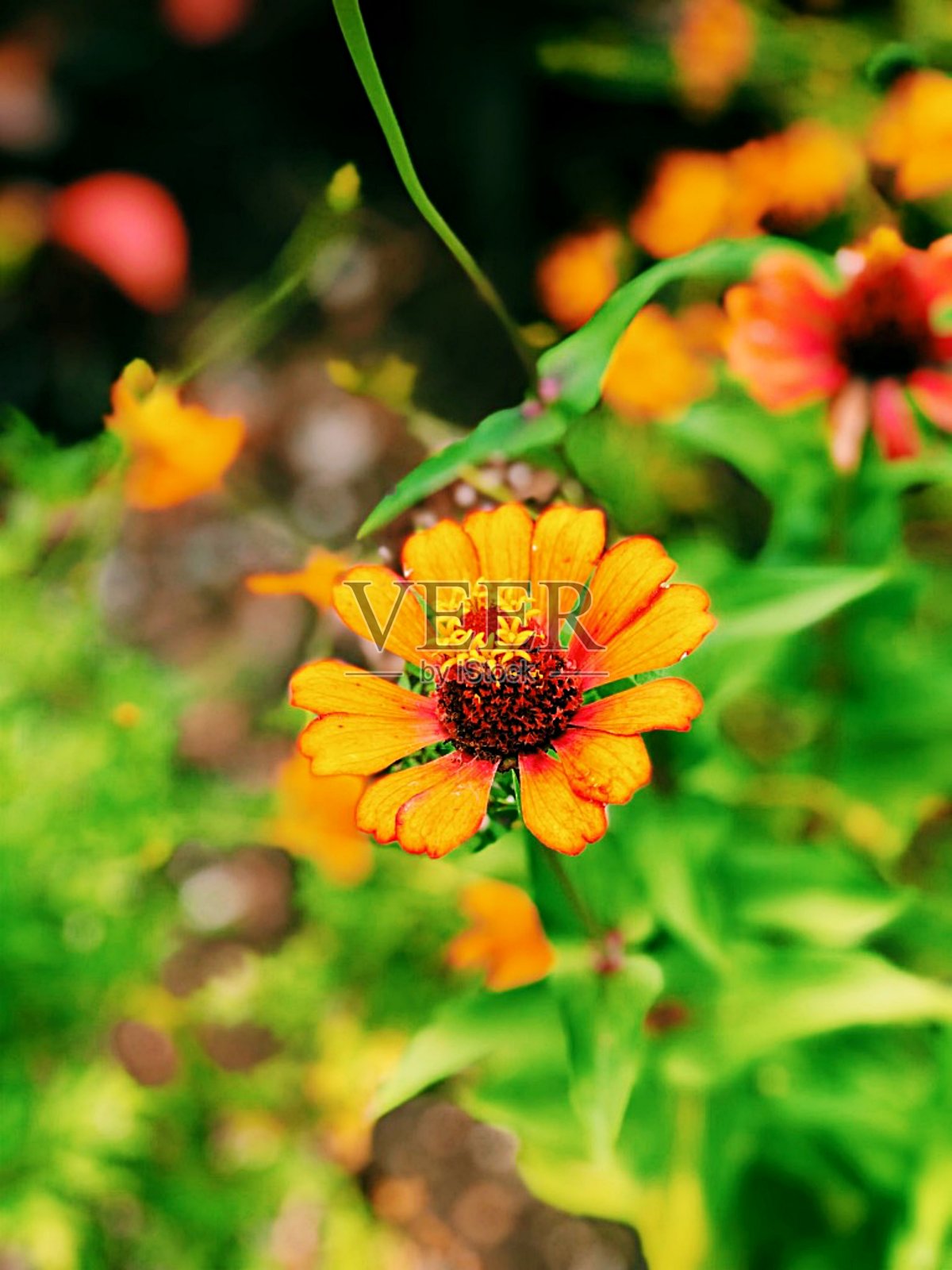 花照片摄影图片