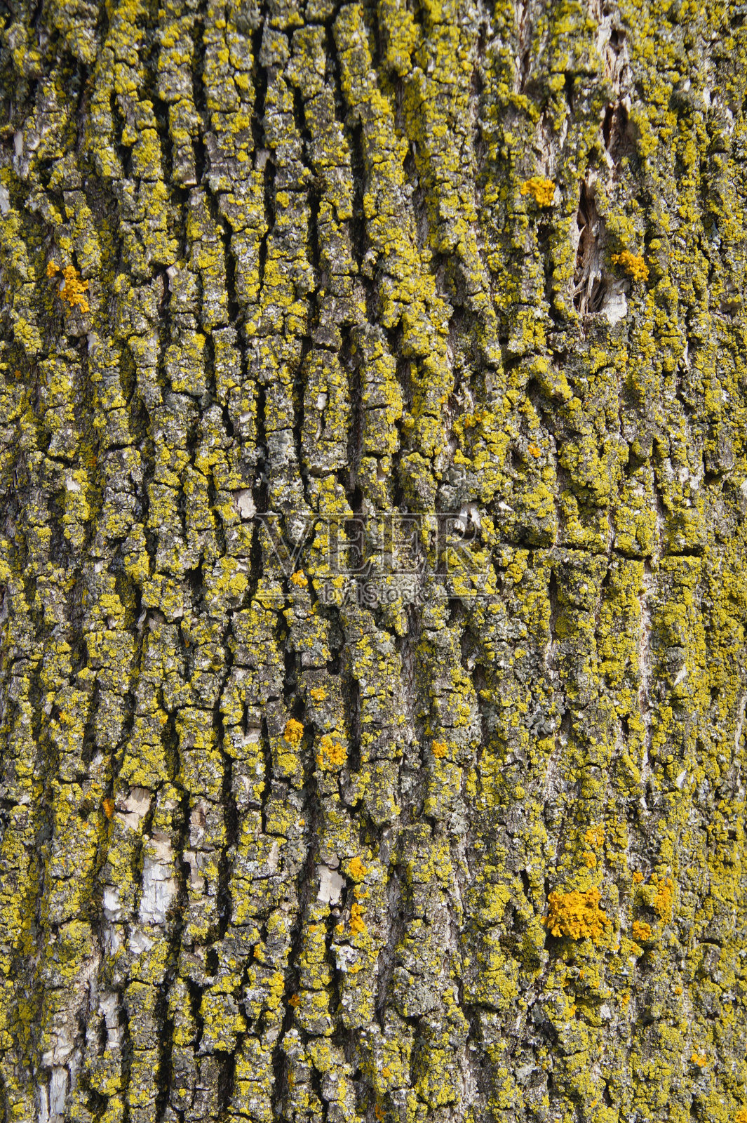 垂直背景和纹理的木树皮覆盖绿色苔藓照片摄影图片