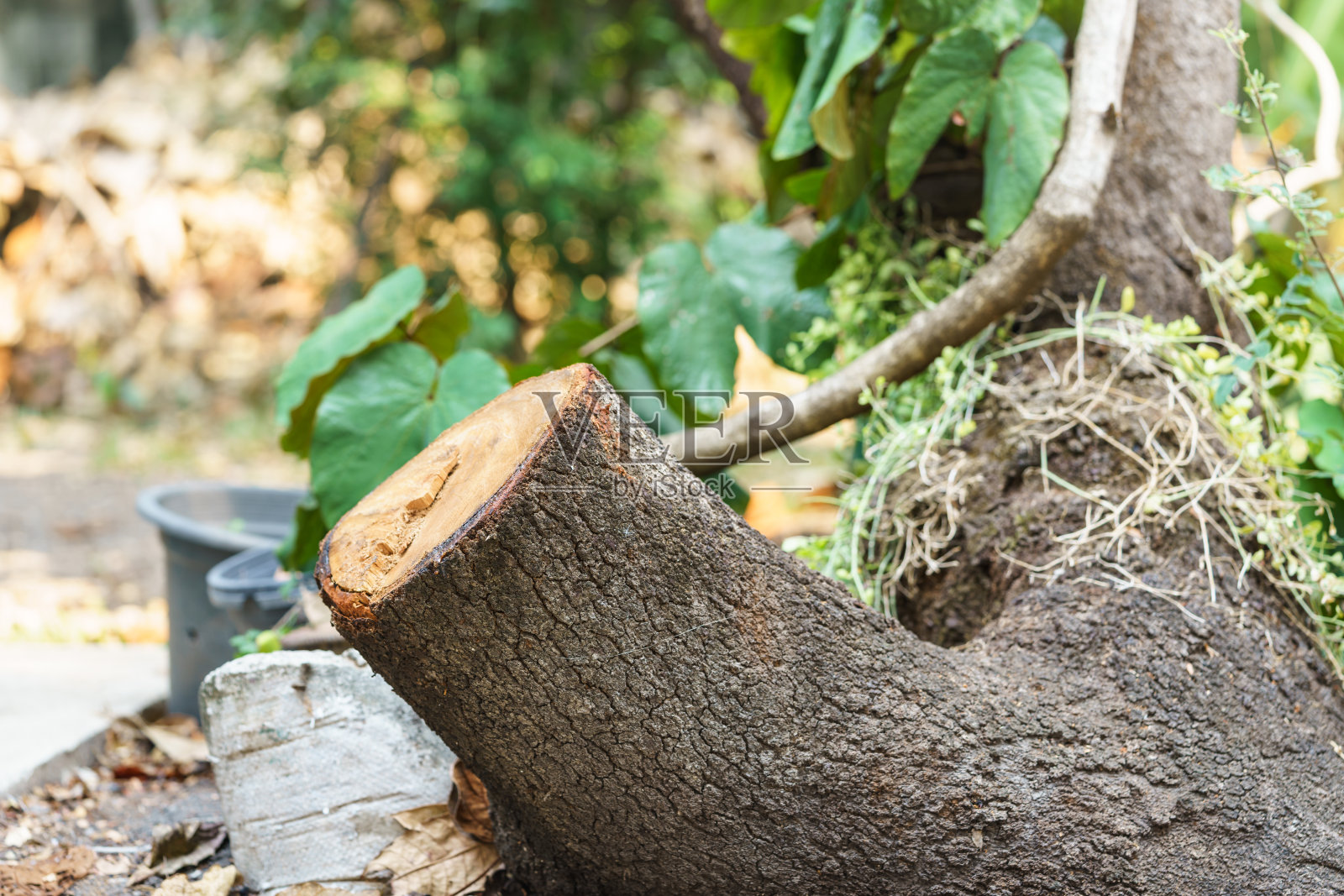 芒果树桩照片摄影图片