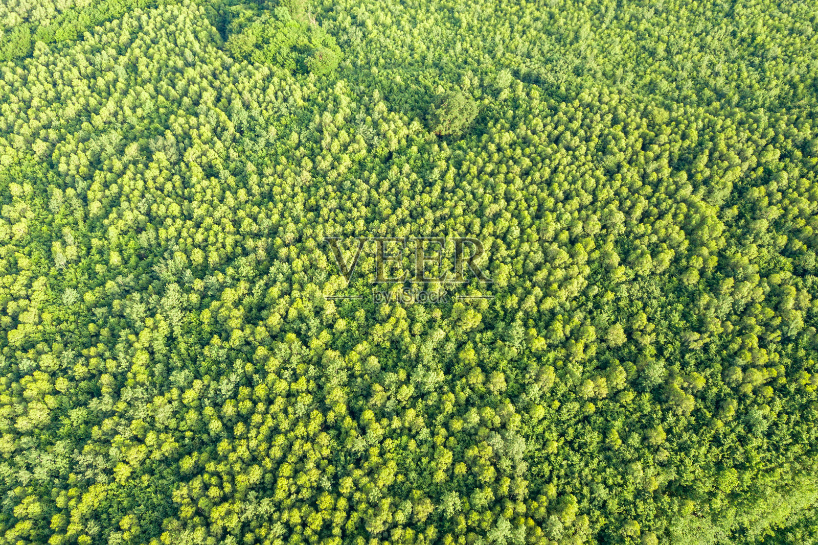 从上到下鸟瞰图绿色的夏季森林与许多新鲜的树木。照片摄影图片