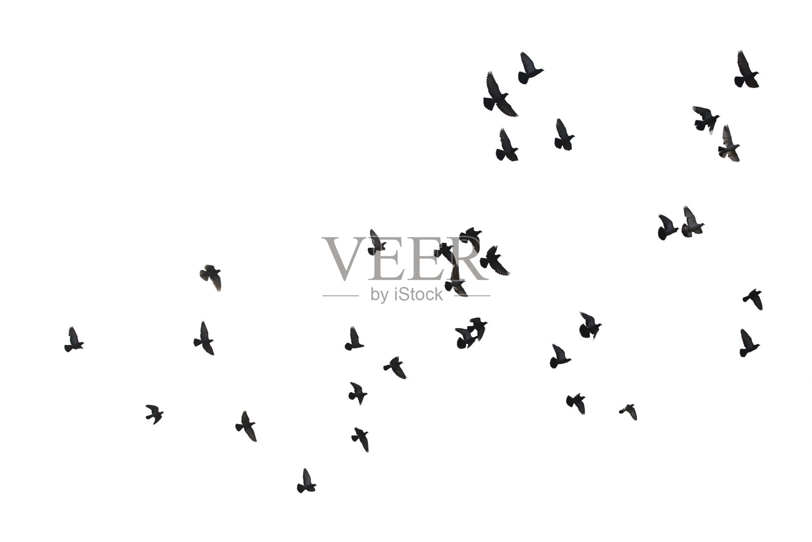 成群的飞鸽孤立在白色的背景上。剪切路径。照片摄影图片