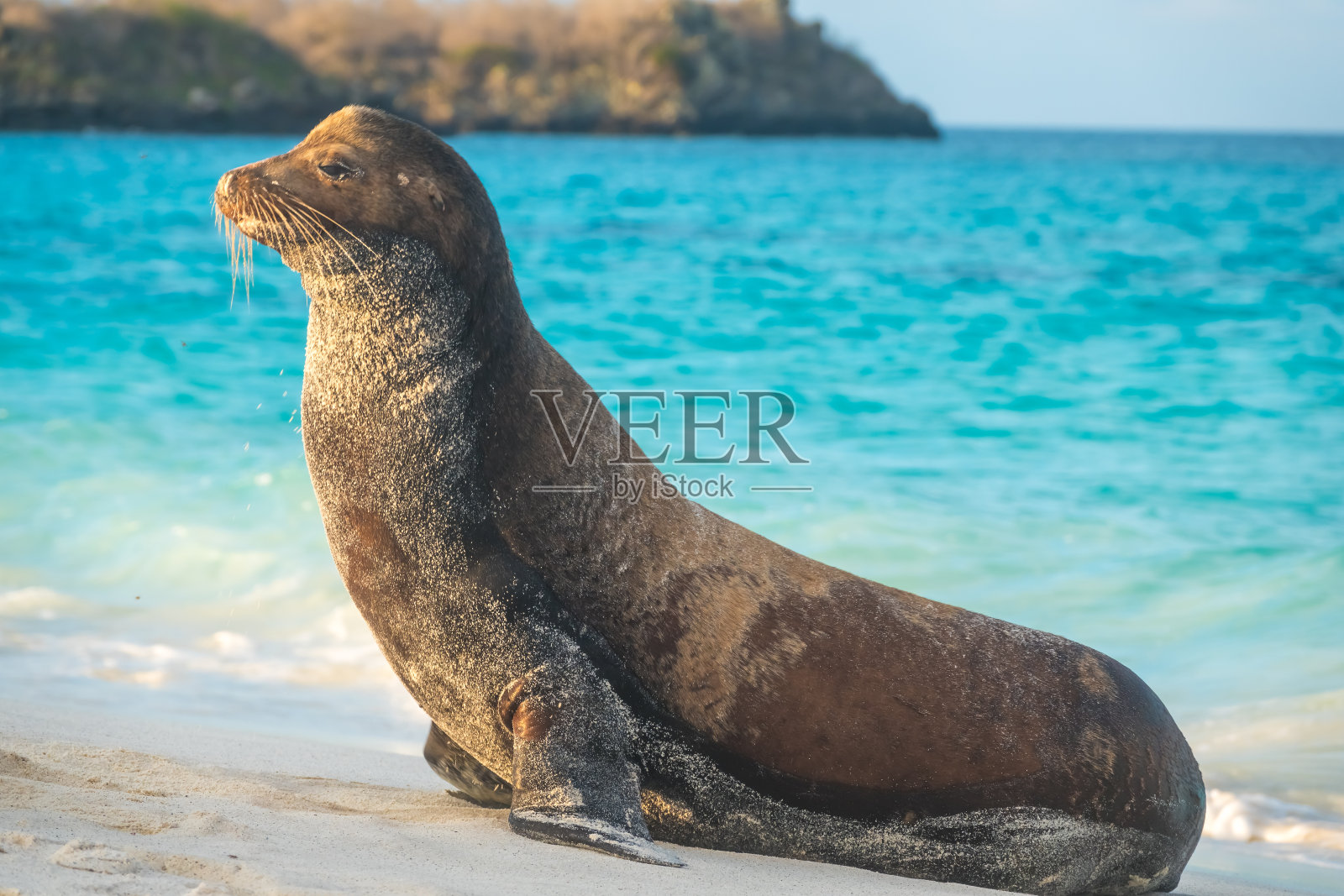 厄瓜多尔加拉帕戈斯群岛,成群的大型海狮在伊斯帕诺拉岛的沙滩上休息照片摄影图片