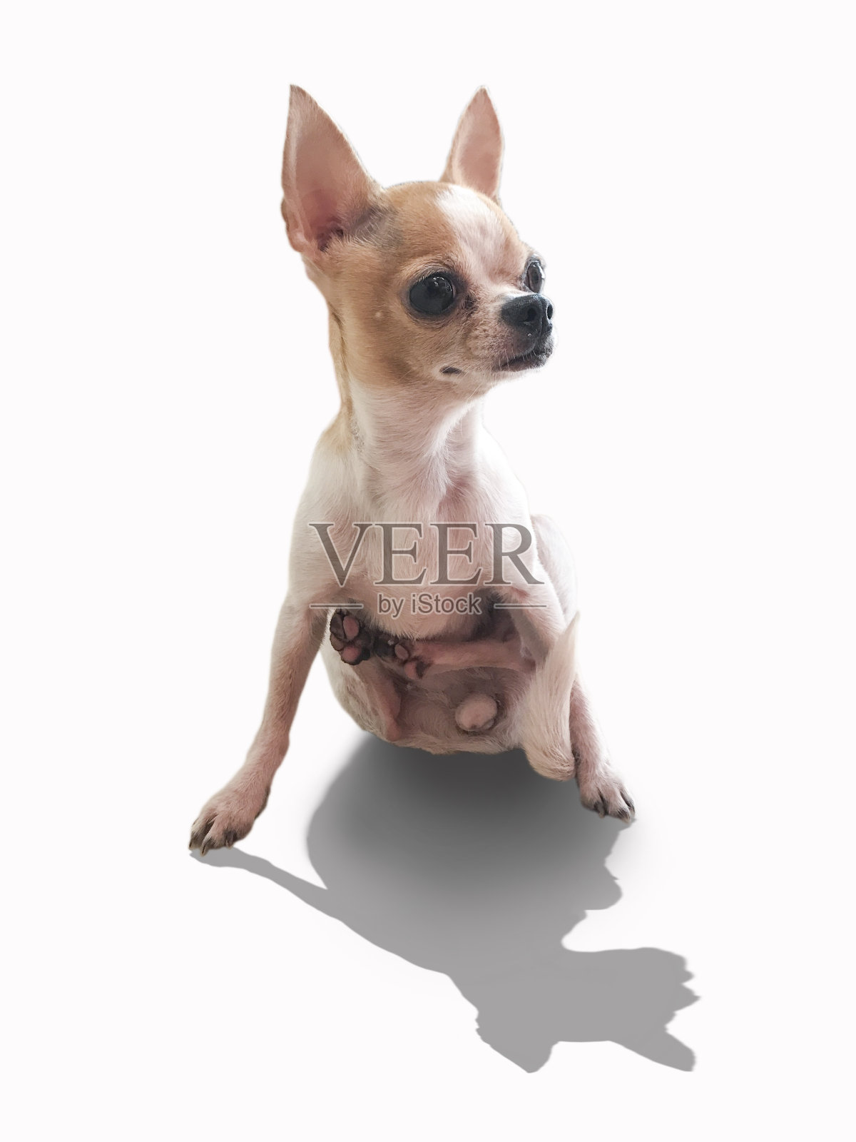 特写肖像的T杯吉娃娃狗在白色的背景,照片摄影图片