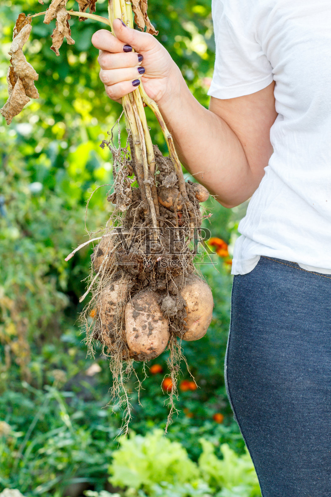 女人手持刚收获的马铃薯植株照片摄影图片