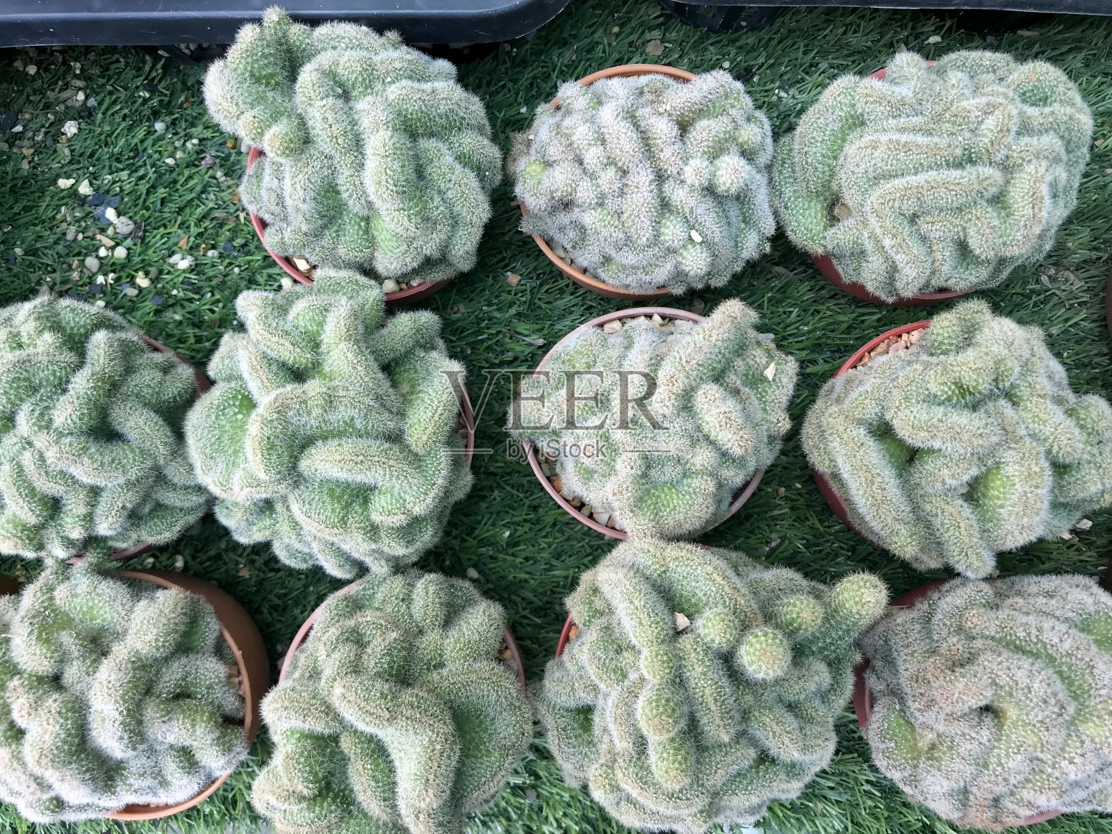 仙人掌植物用于家庭和花园装饰照片摄影图片