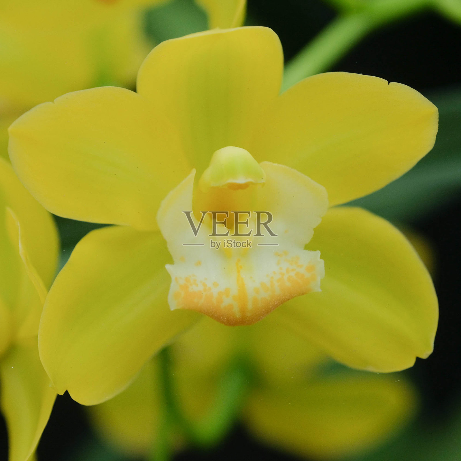 室内热带兰花照片摄影图片