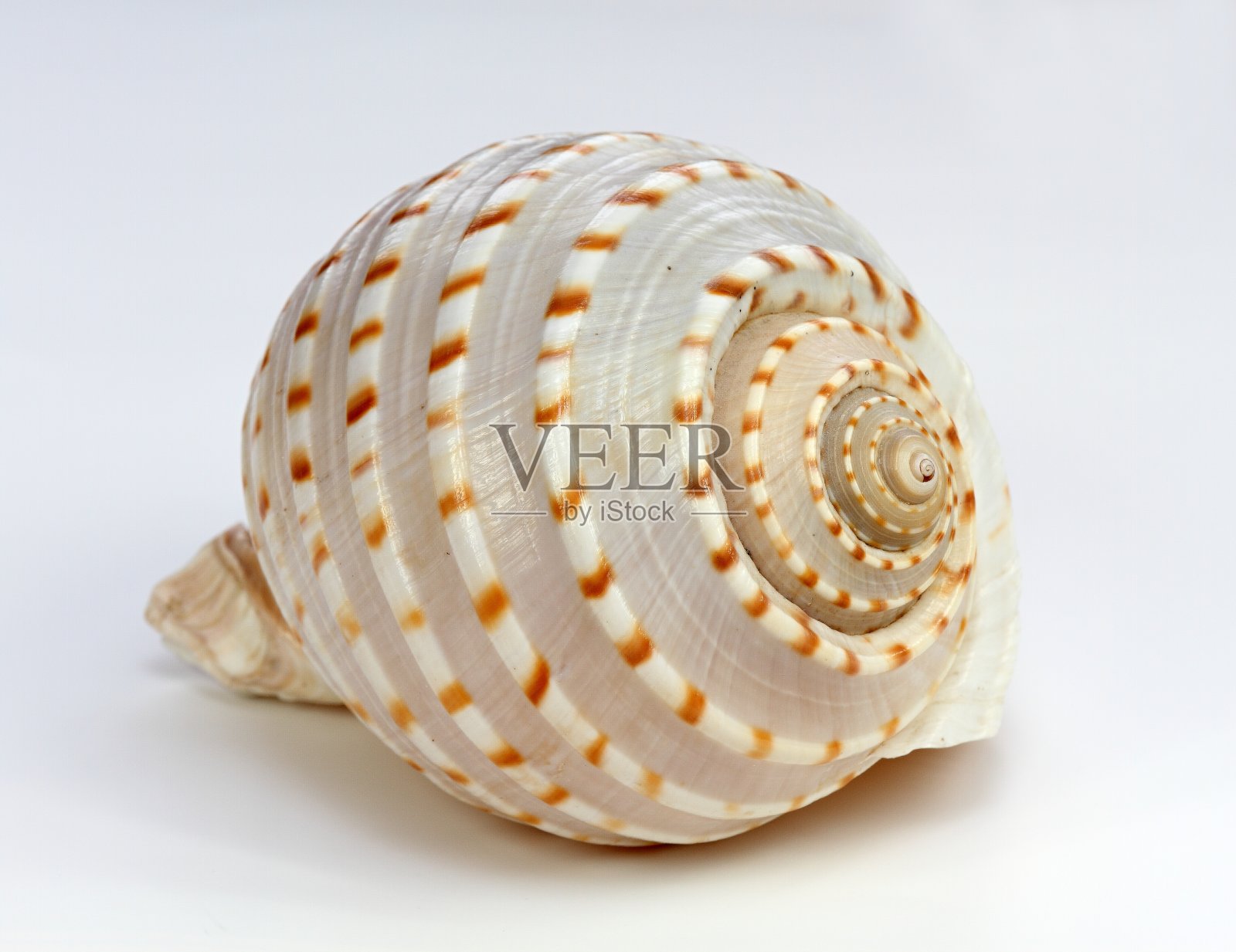 白色背景上的贝壳照片摄影图片