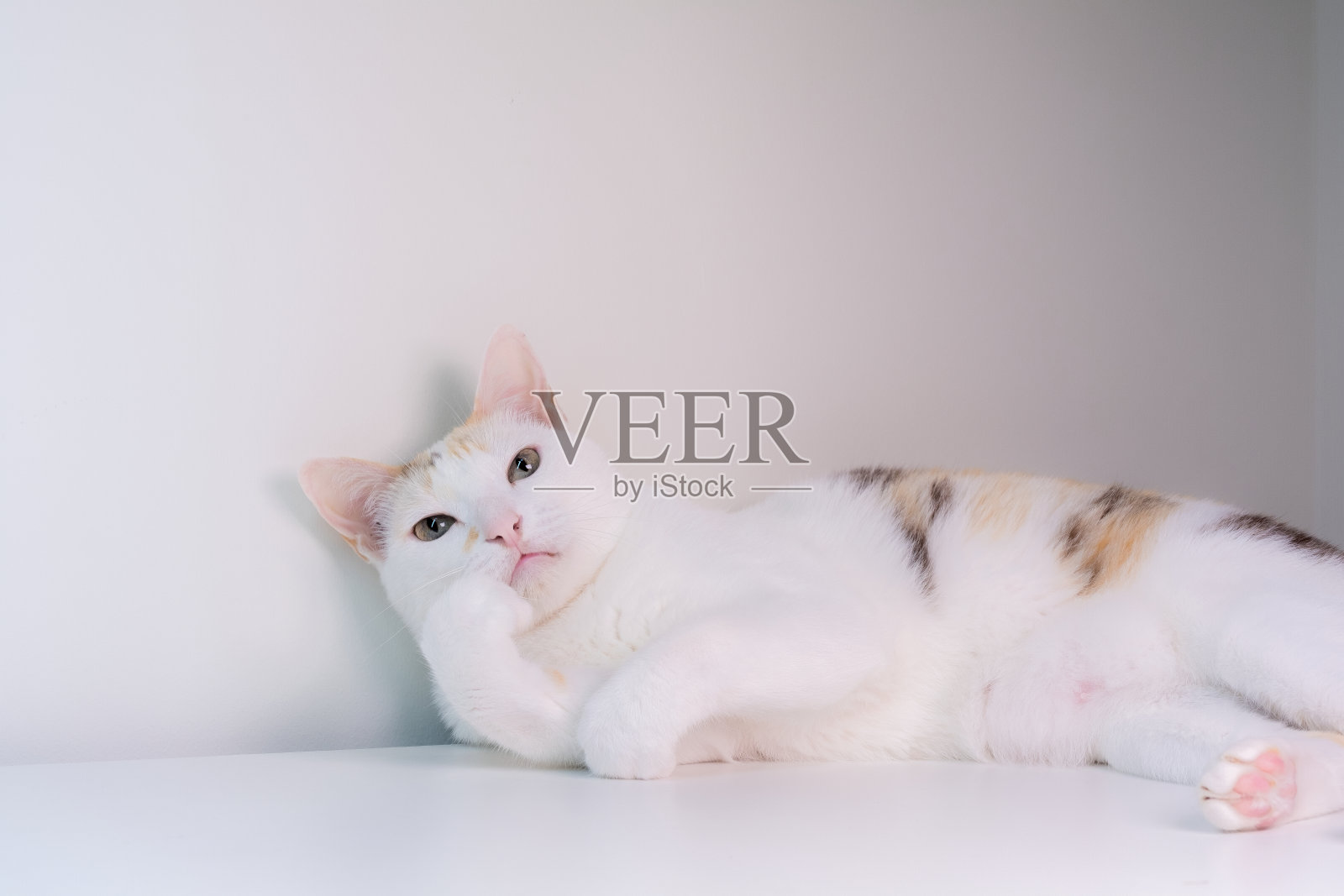 猫咪们用手托着下巴,看起来很可爱。照片摄影图片