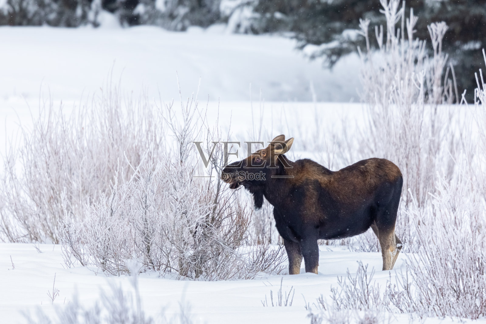 麋鹿在冬雪中吃柳树照片摄影图片