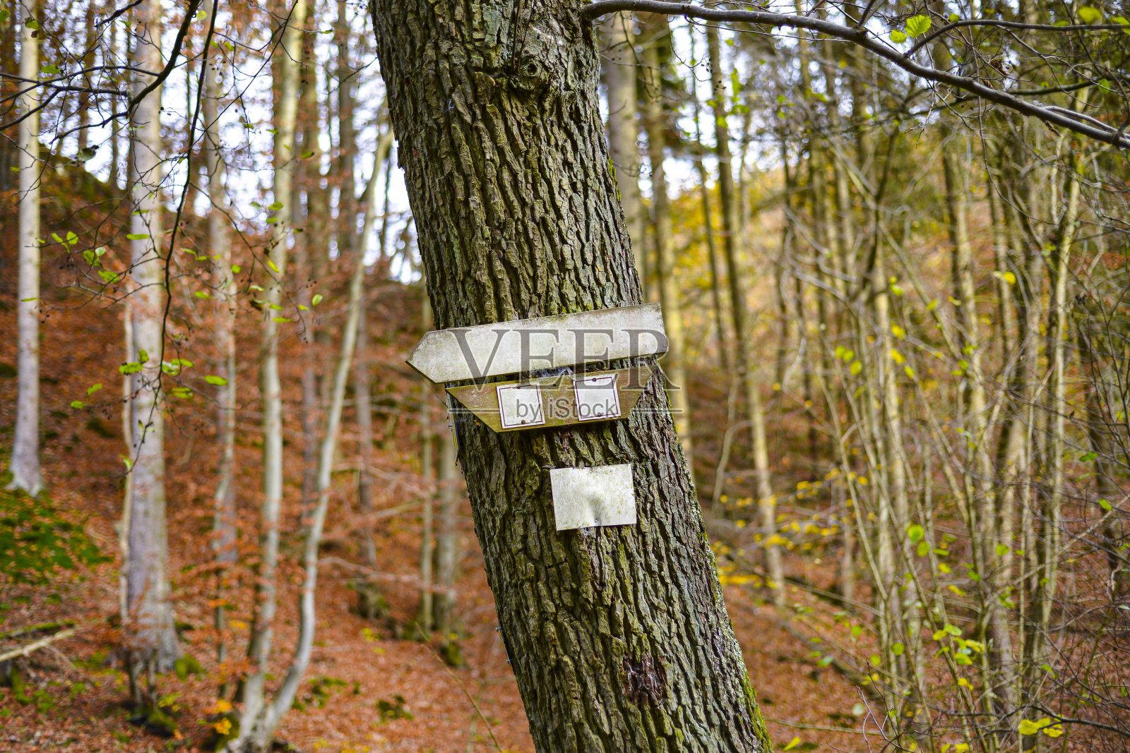 一个指向左边的空箭头形标志,钉在树林里的一棵树上,背景是秋天的颜色。照片摄影图片