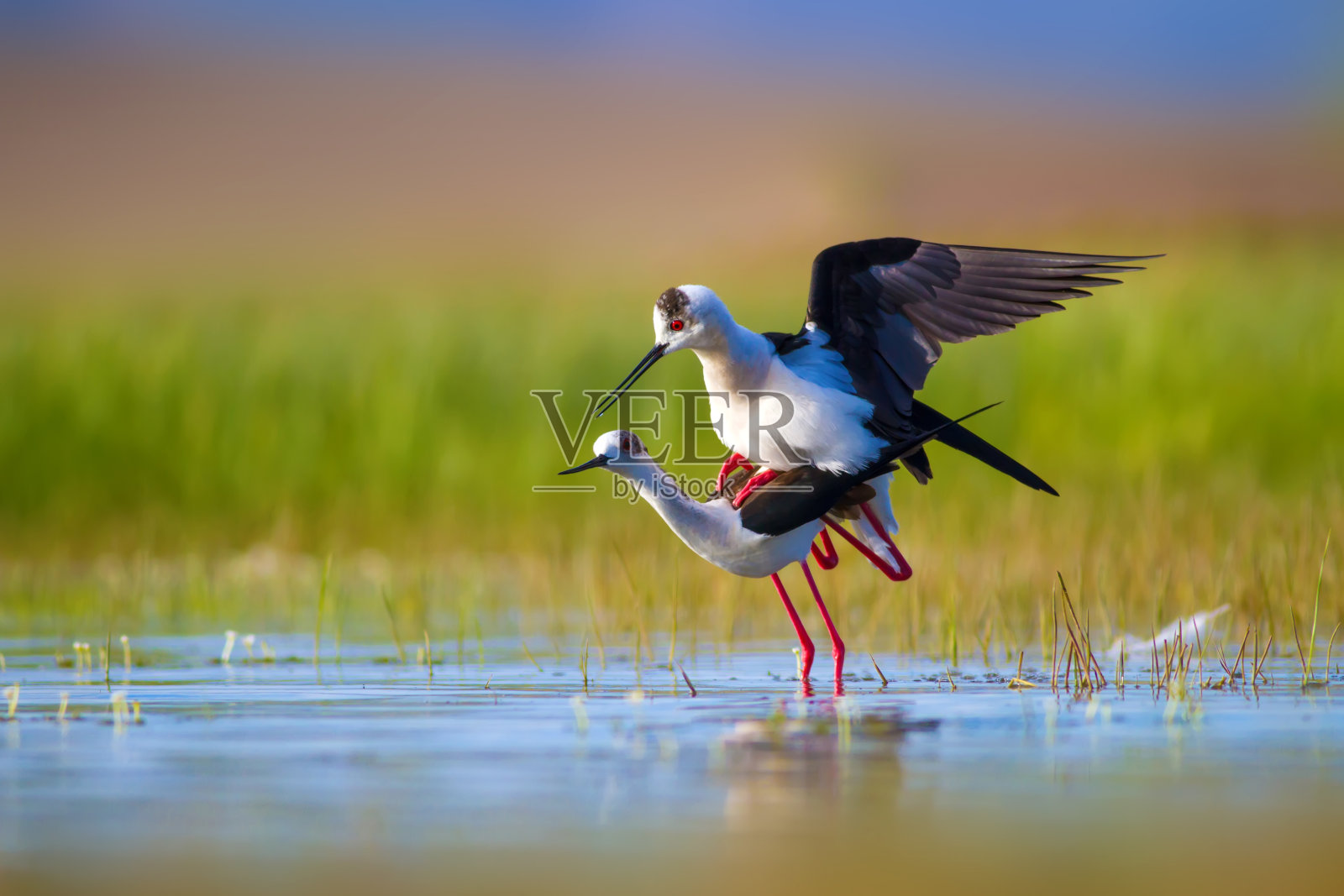浪漫的鸟类。蓝绿色的自然背景。黑色翅膀的支撑物上。照片摄影图片