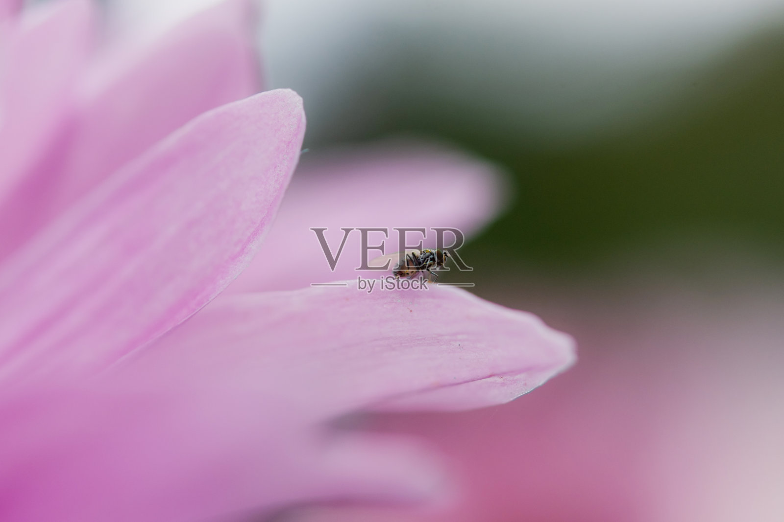 一只苍蝇在玫瑰花瓣上照片摄影图片