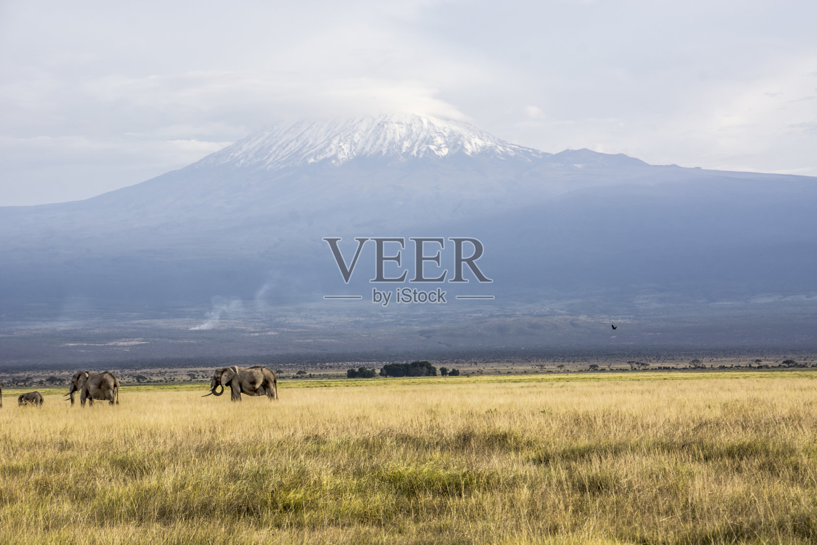 乞力马扎罗山前平原上的非洲象群照片摄影图片