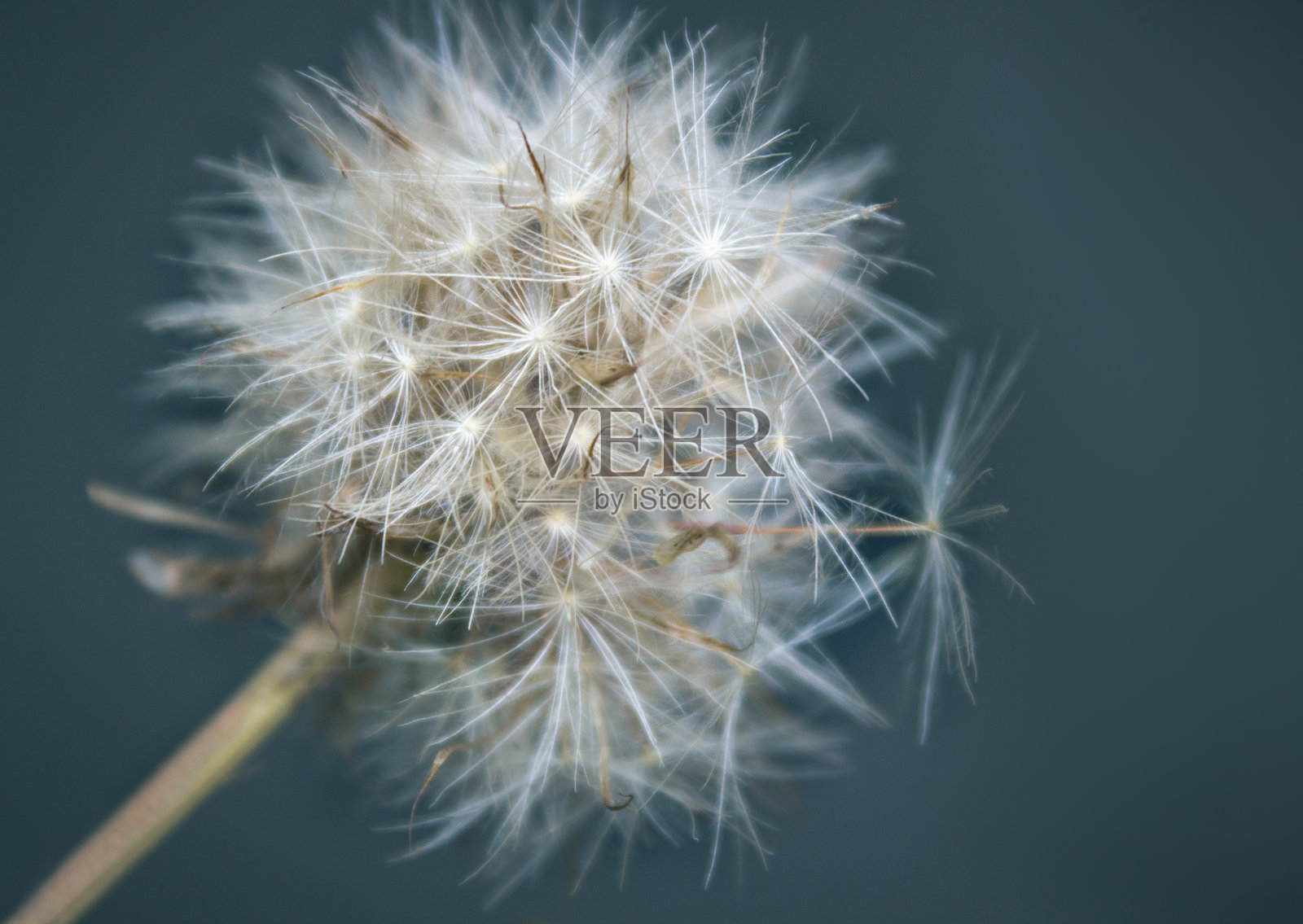 蒲公英花的特写照片摄影图片