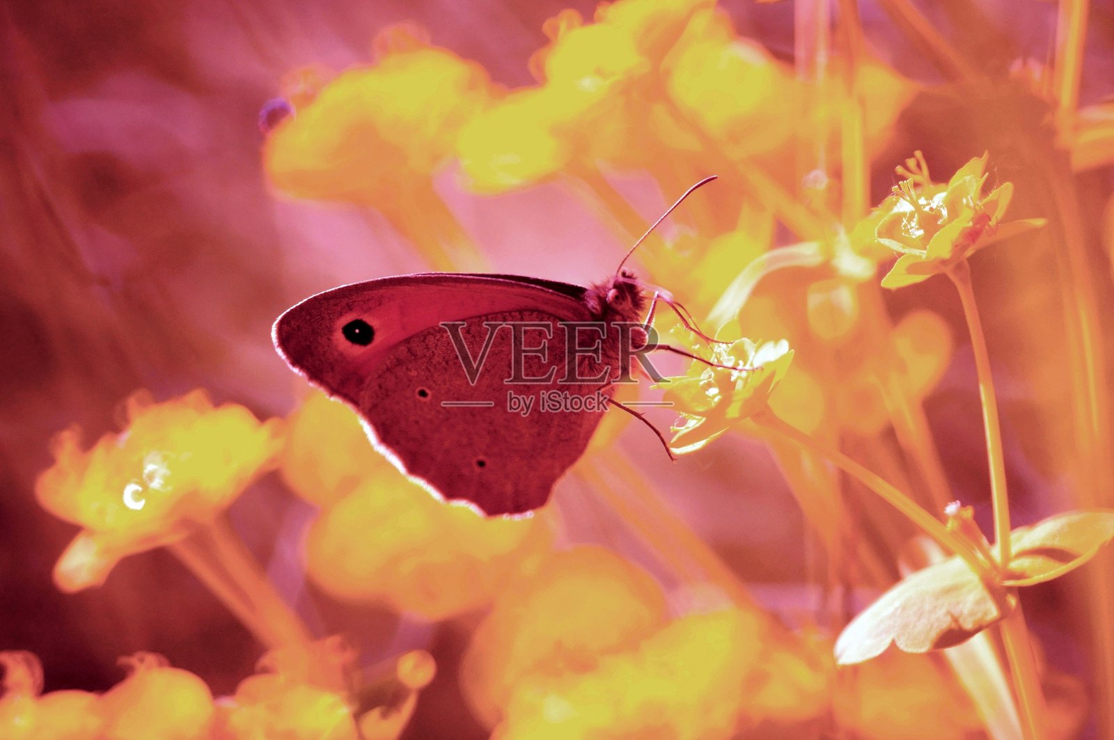 大自然中美丽的蝴蝶照片。美丽的野花和绿草。照片摄影图片