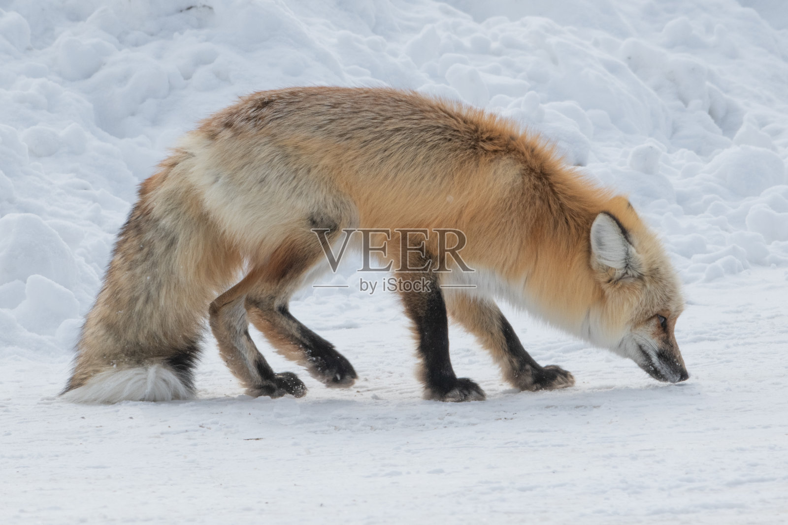 红狐环绕该区域,提供了各种良好的视野。照片摄影图片