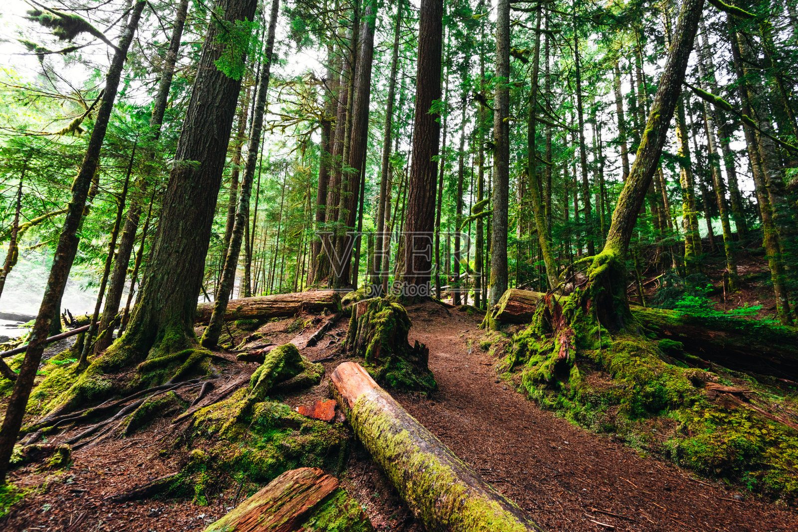 小径内的绿色高大的森林照片摄影图片