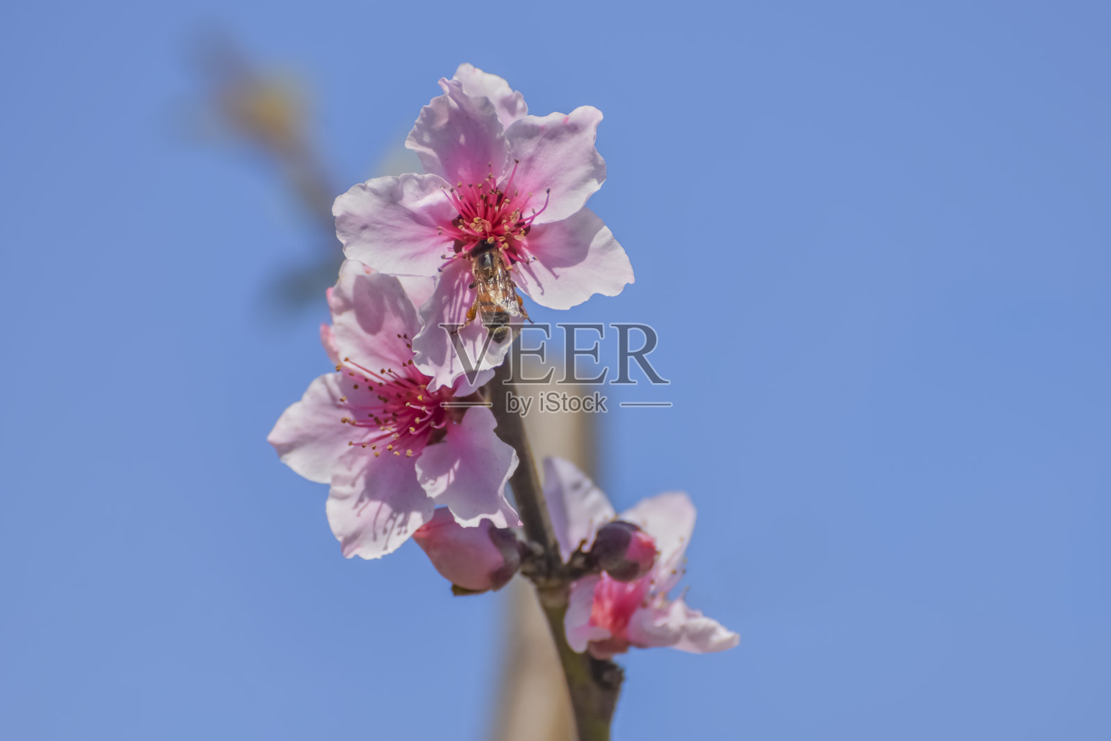 开粉色花的桃树枝照片摄影图片