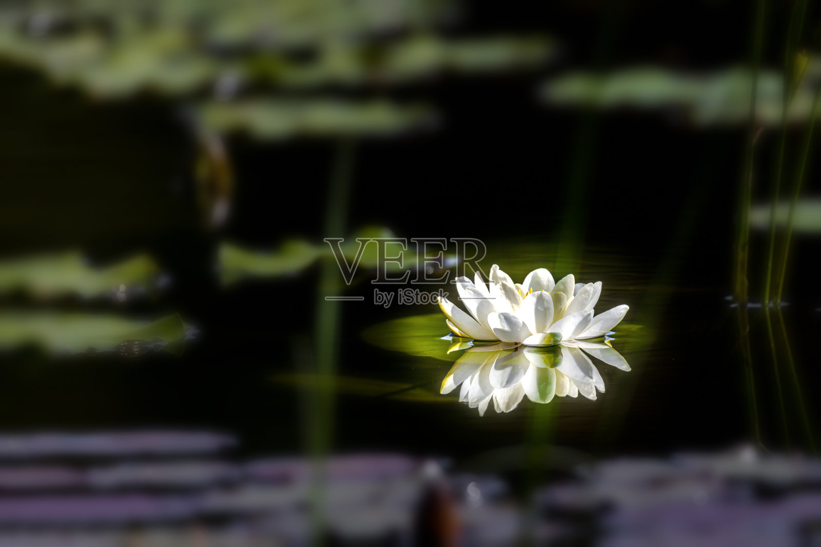 睡莲的肖像照片摄影图片