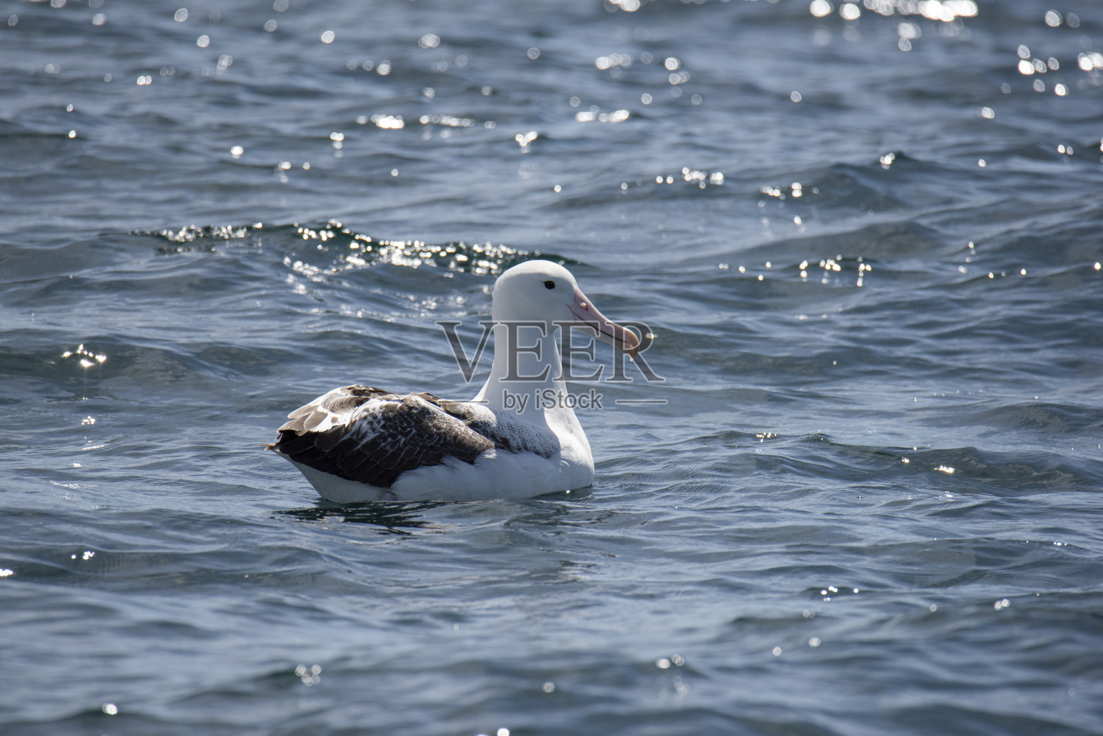 南皇家信天翁照片摄影图片
